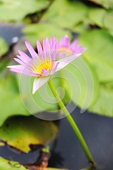 Close-up picture of beautiful pink lotus flowers, blurred background, natural green leaves
