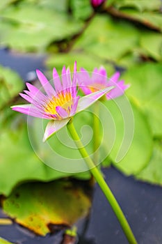 Close-up picture of beautiful pink lotus flowers, blurred background, natural green leaves