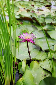 Close-up picture of beautiful pink lotus flowers, blurred background, natural green leaves