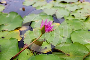 Close-up picture of beautiful pink lotus flowers, blurred background, natural green leaves