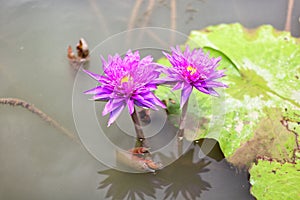 Close-up picture of beautiful pink lotus flowers, blurred background, natural green leaves