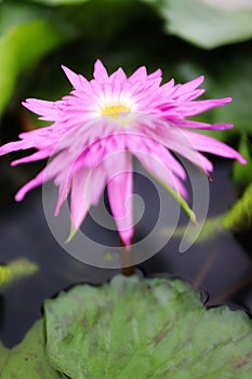 Close-up picture of beautiful pink lotus flowers, blurred background, natural green leaves