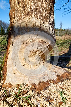 Close up picture of a beaver gnawed tree