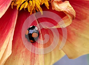 Close-up picture of a black ladybird with four red spots.