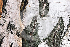 Close up picture of the black and white birch bark. Typical birch texture. Horizontal photo of the wooden trunk. Partly blurred,