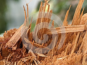 A close-up picture of a broken tree.