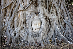 Close up picture of Buddha`s head covered by roots of a banyan tree. Big head made of white stone, frontal picture. Temple and