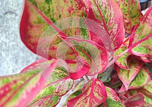 Close up picture of colorful Aglonema leaf in the garden.