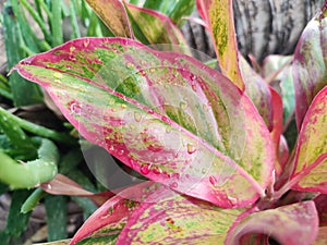 Close up picture of colorful Aglonema leaf in the garden.