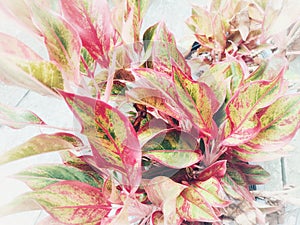 Close up picture of colorful Aglonema leaves.
