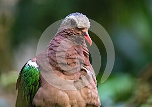 Close up picture of a common emerald dove in south Germany