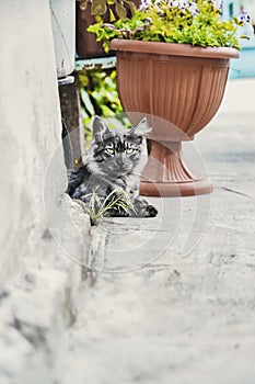 Close up picture of dark grey cat is laying in the garden