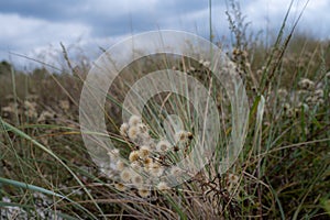 A close-up picture of dry wildflowers. Lush green background