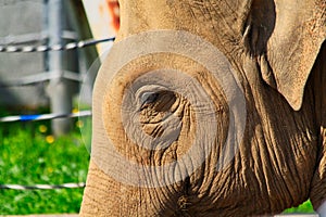 Close-up picture of an elephant`s head with a closed eye and wrinkled skin on a blurred background at the zoo