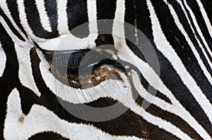 Close-up picture of the eye of a zebra