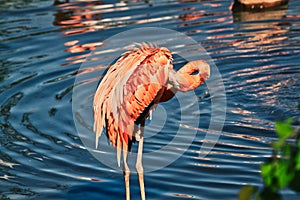 Close-up picture of a flamingo bird cleaning its feathers on a background of a pond with waves