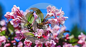 Close up picture of flowering pink plant in the home garden. Blooming apple tree. Beautiful landscape with colorful flowers.