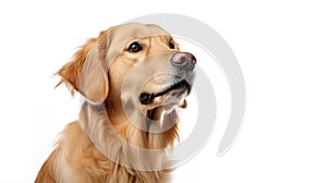 Close Up Picture of Golden Retriever, Black Background