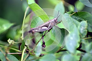 Close up picture of Grass hopper in Green grass