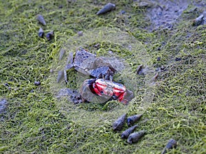 Close up picture of Hermit crab