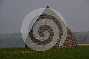 Close up picture of Hut and rice field, Nainital, Uttarakhand India