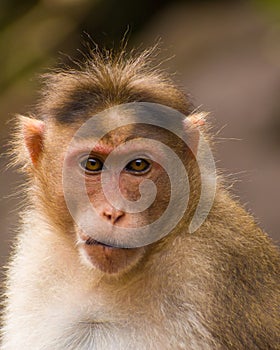 A close up picture of an Indian monkey