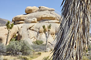 Close up picture of Joshua Tree trunk Yucca brevifolia