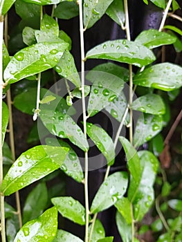 A close up picture of Lee Kwan Yew plants with water droplets