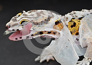 Shedding Leopard gecko licking the loose skin on his face. photo