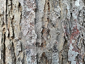 Close up picture of lichen on tree bark.