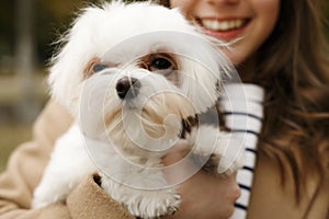 Close up picture of little cute white dog maltese mini in autumn
