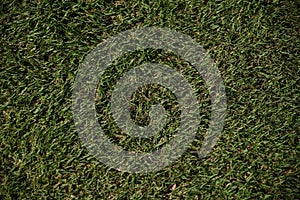 Close up picture of low cut grass on a golf course.