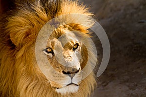 Close Up picture of a male lion staring