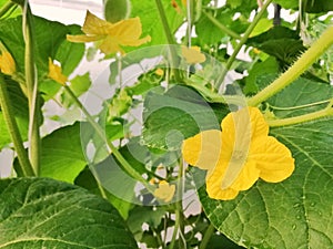 Close up picture of melon flower in greenhouse