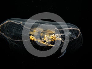 A close-up picture of a Moon jellyfish or Aurelia aurita with black seawater background