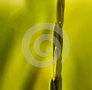 A close-up picture of the morning rice that is shining beautifully in nature.