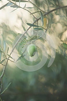 close-up picture of an olive tree with fresh olive and leaves at sunset. Olives on a branch. Olives plantation in Greece