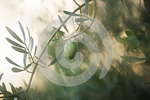 close-up picture of an olive tree with fresh olive and leaves at sunset. Olives on a branch. Olives plantation in Greece