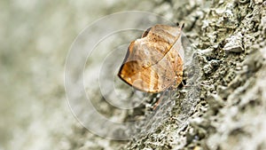 Close up picture of one brown butterfly hang on wall