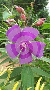 Close up picture of Osbeckia octandra flower