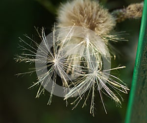 Close-up picture of overblown thistle. Fluff. Seeds