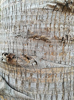 Close up picture of palm tree bark.