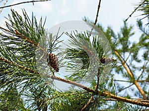 Close up picture of pine tree branch with cones