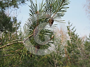 Close up picture of pine tree branch with cones