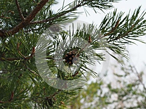 Close up picture of pine tree branch with cones
