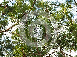 Close up picture of pine tree branch with cones