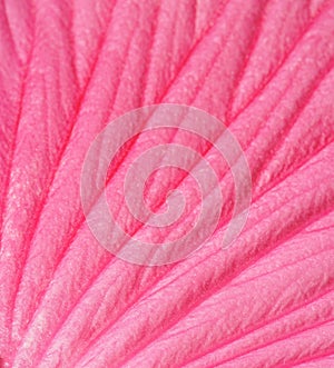 Close-up picture of a pink Hibiscus flower