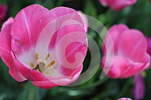 Beautiful Pink Spring Tulip Bloom photo