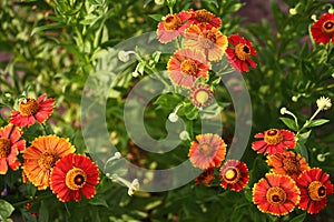 Close up picture of pretty orange flowers at daylight in park