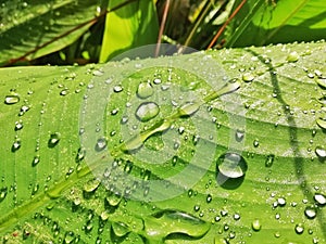 Close up Picture of Rain drops on green leaf. Texture of vein leaf.